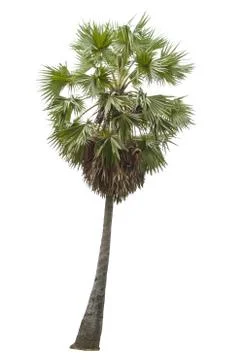 Palm tree isolated on white background Stock Photos