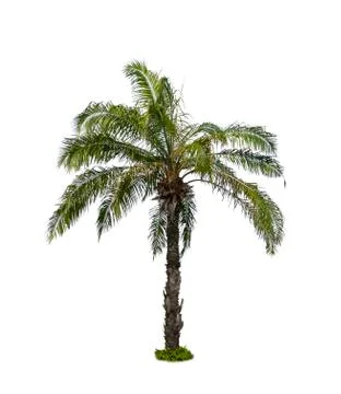 Palm tree isolated on white background Stock Photos