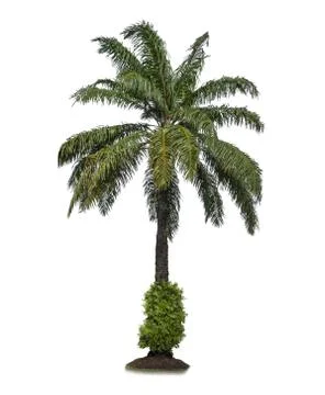 Palm tree isolated on white background Stock Photos