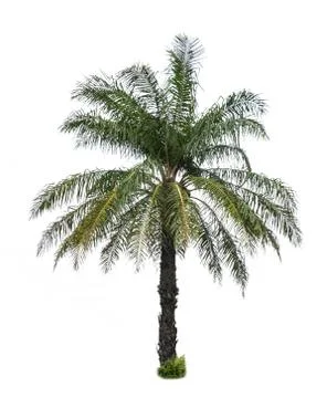 Palm tree isolated on white background Stock Photos