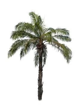 Palm tree isolated on white background Stock Photos
