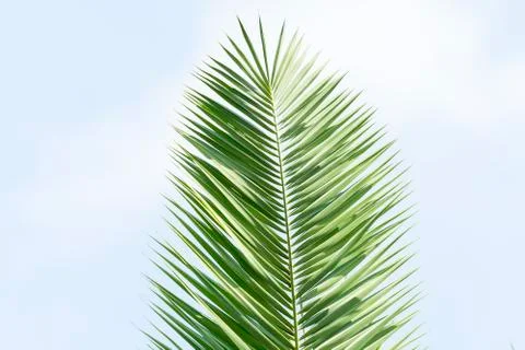Palm tree isolated on white background Stock Photos
