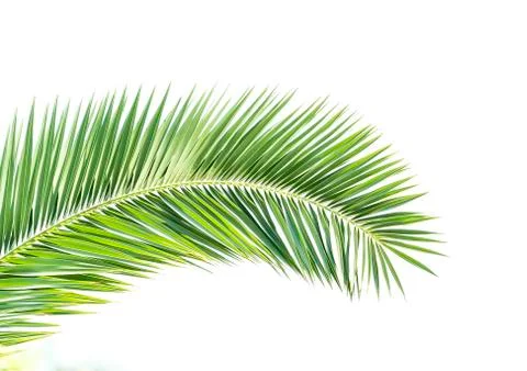 Palm tree isolated on white background Stock Photos
