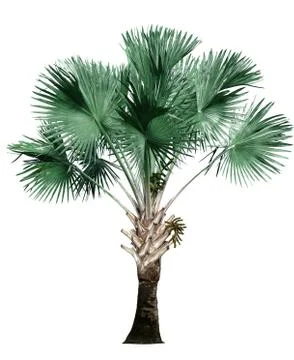 Palm tree isolated on white background. Stock Photos