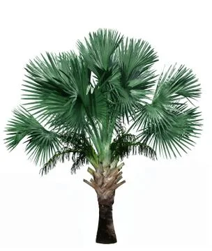 Palm tree isolated on white background. Stock Photos