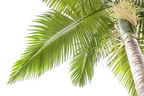 Palm tree isolated on white background Stock Photos