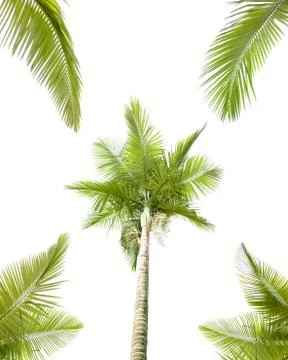 Palm tree isolated on white background Stock Photos