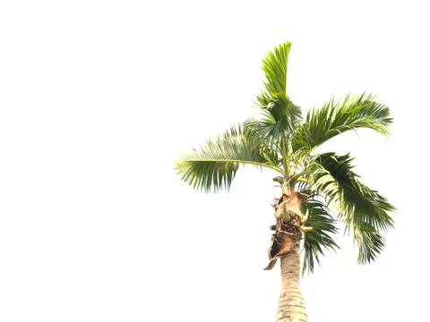 Palm tree isolated on white background with copy space. Stock Photos