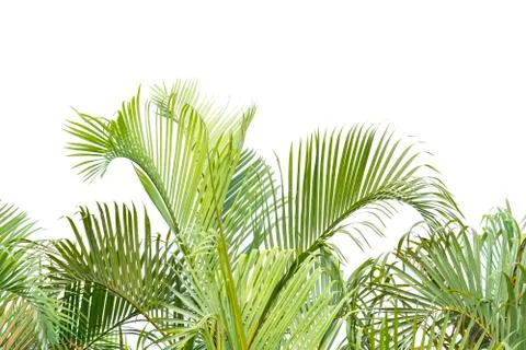 Palm tree isolated on white background Stock Photos