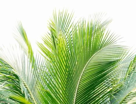 Palm tree isolated on white background Stock Photos