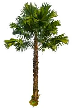 Palm tree isolated on white background Stock Photos