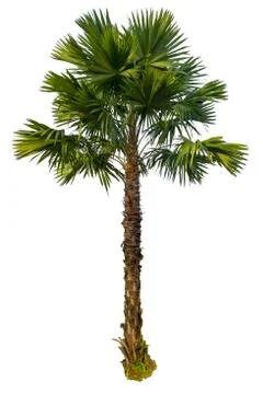 Palm tree isolated on white background Stock Photos