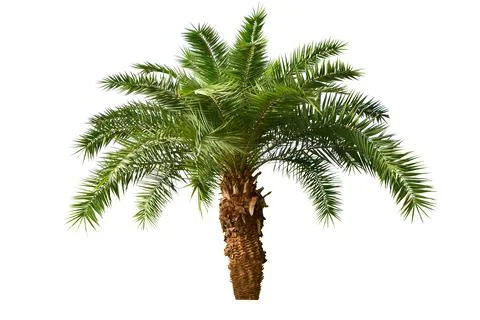 Palm Tree Isolated On White Background. Stock Photos