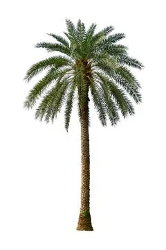 Palm Tree Isolated On White Background. Stock Photos