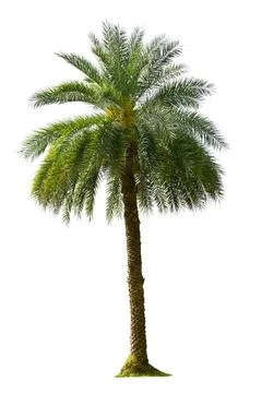 Palm Tree Isolated On White Background. Stock Photos