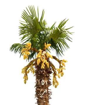 Palm tree isolated on white Stock Photos