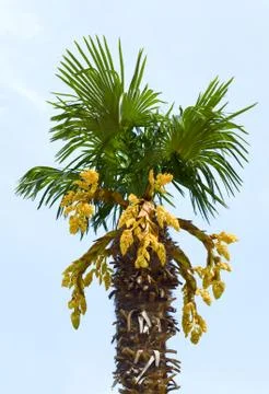 Palm tree isolated on white Stock Photos