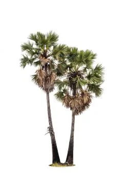 Palm tree isolated on white Foto stock