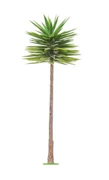 Palm tree isolated on white Stockfoto's