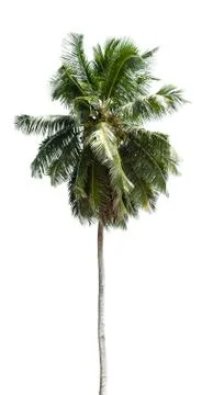 Palm Tree Isolated On White Stockfoto's