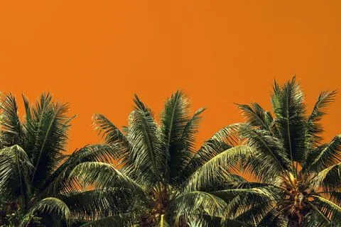 Palm tree isolated on yellow background Foto stock