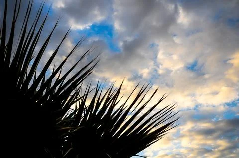 A palm tree with its leaves spread out in the sky Stock Photos