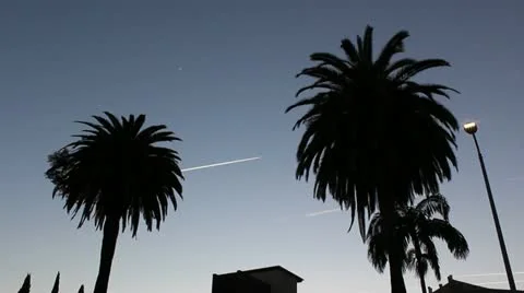 Palm Tree Jet in background Video stock 20445007