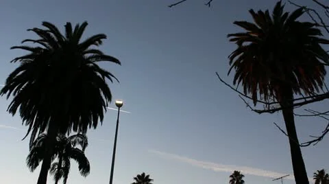 Palm Tree Jet in background Stock Footage 20445294