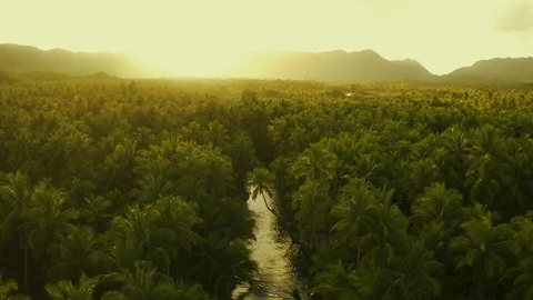 Palm tree jungle in the philippines. concept about wanderlust tropical travels Stock Footage 111693233