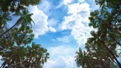 Palm tree jungle road looping with alpha channel Stock Footage 83955187