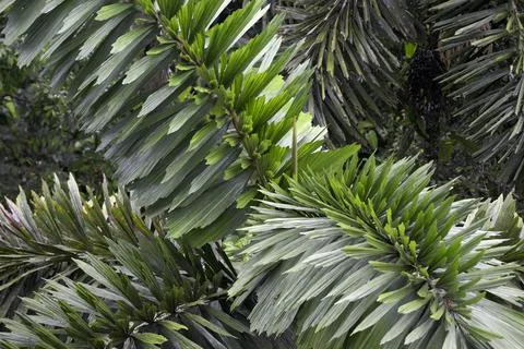 Palm tree, La Selva Amazon Ecolodge, Orellana, Ecuador Stock Photos