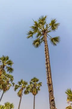 Palm tree with a ladder Stock Photos