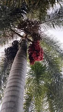 Palm Tree Laden with Red Berry Clusters and Dark Unripe Fruits Stock Photos