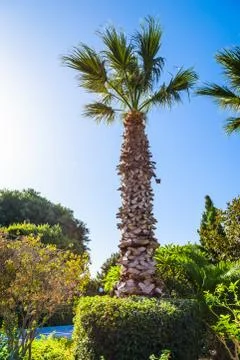 Palm tree landscape Foto stock