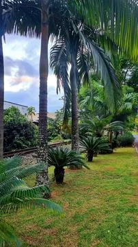 Palm tree landscape Stock Photos