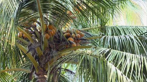 Palm tree with large branches and coconuts Fotos Stock