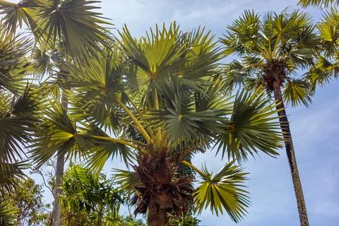 A palm tree with a large green leaf is in the foreground 库存照片