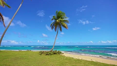 A palm tree on a large, pristine beach with golden sand and turquoise sea. Stock Footage 328277081