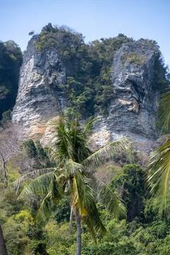 Palm tree before layered limestone cliffs in Krabi Stock-Fotos