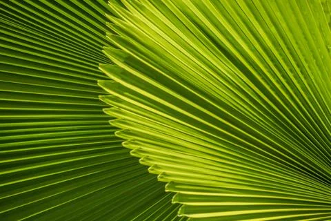 Palm tree leads Foto stock