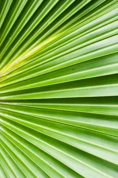 Palm tree leaf abstract background Stock Photos