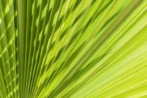 Palm tree leaf abstract 스톡 사진