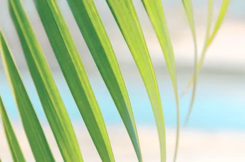 Palm tree leaf against background of turquoise water and sand, sunny day Stock Photos