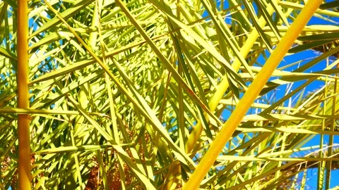 Palm tree leaf against the blue sky , cinematic 4k extrem Stock Footage 87804176