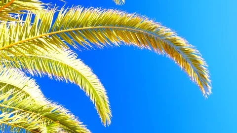 Palm tree leaf against the blue sky , cinematic 4k close up Stock Footage 87804220