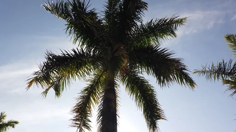 Palm tree leaf against blue sky. Palm trees at tropical island coast Stock Footage 109567518