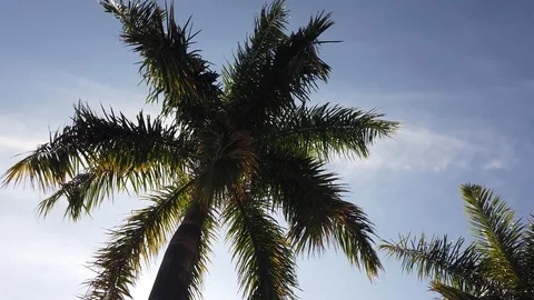Palm tree leaf against blue sky. Palm trees at tropical island coast Stock Footage 109567897