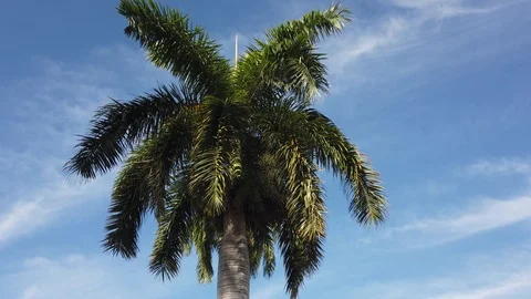 Palm tree leaf against blue sky. Palm trees at tropical island coast Stock Footage 109568545