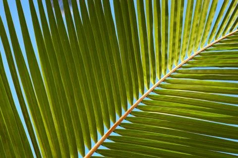 Palm tree leaf and the blue sky Foto stock