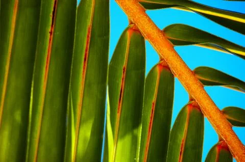 Palm tree leaf and the blue sky Foto stock